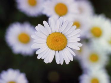 Gänseblümchen
