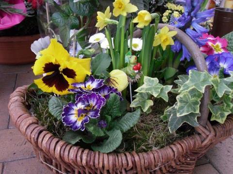 bepflanzter Osterkorb