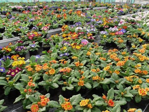 Blumen im Gewächshaus